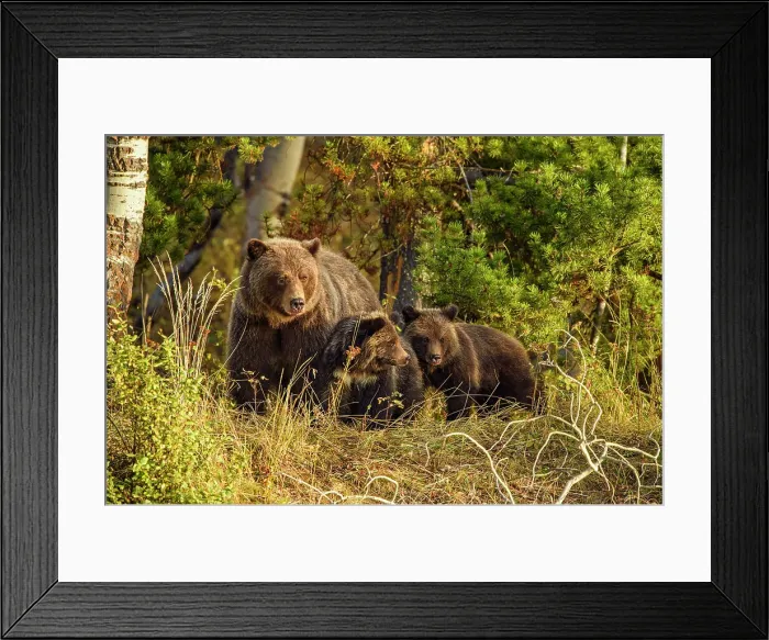 Framed Print : Grizzly bear (Ursus arctos)- Family of mother and cubs resting in the woods above the Chilko River, Chilcotin Wilderness, BC Interior, Canada Framed Print : Grizzly bear (Ursus arctos)- Family of mother and cubs resting in the woods above the Chilko River, Chilcotin Wilderness, BC Interior, Canada