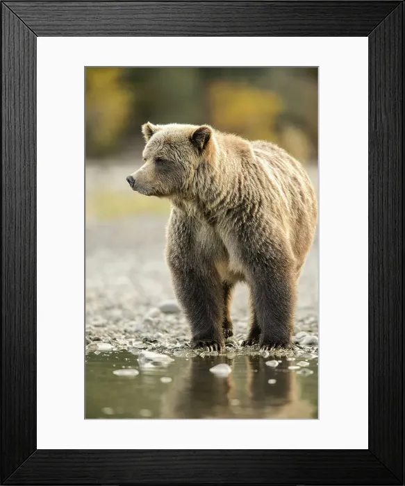 Framed Print : Grizzly bear (Ursus arctos)- Walking river shoreline in search of sockeye salmon, Chilcotin Wilderness, BC Interior, Canada