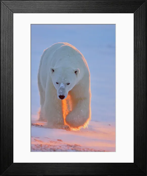 Framed Print : Polar bear (Ursus maritimus), Wapusk NP, Cape Churchill, Manitoba, Canada Framed Print : Polar bear (Ursus maritimus), Wapusk NP, Cape Churchill, Manitoba, Canada
