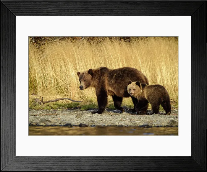 Framed Print : Grizzly bear (Ursus arctos)- Family hunting for spawning sockeye salmon along shore of the Chilko River, Chilcotin Wilderness, BC Interior, Canada