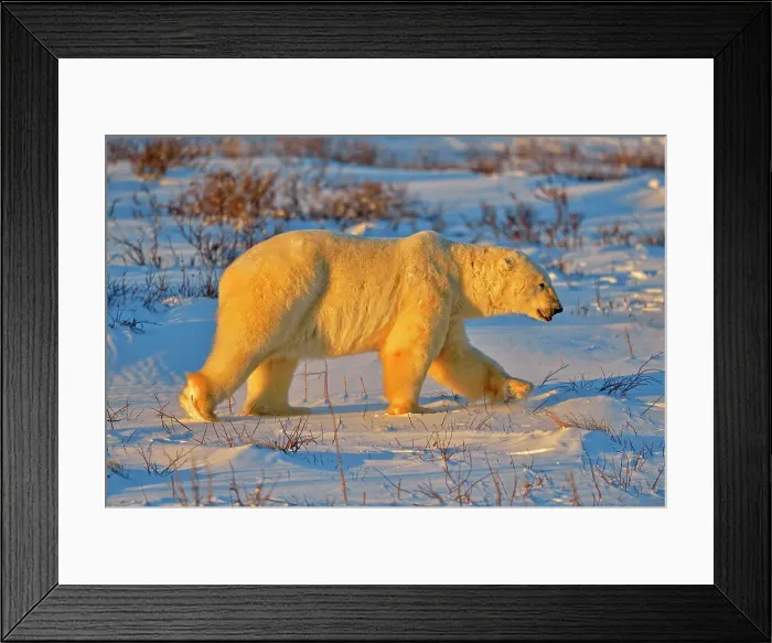 Framed Print : Polar bear (Ursus maritimus), Wapusk NP, Cape Churchill, Manitoba, Canada Framed Print : Polar bear (Ursus maritimus), Wapusk NP, Cape Churchill, Manitoba, Canada