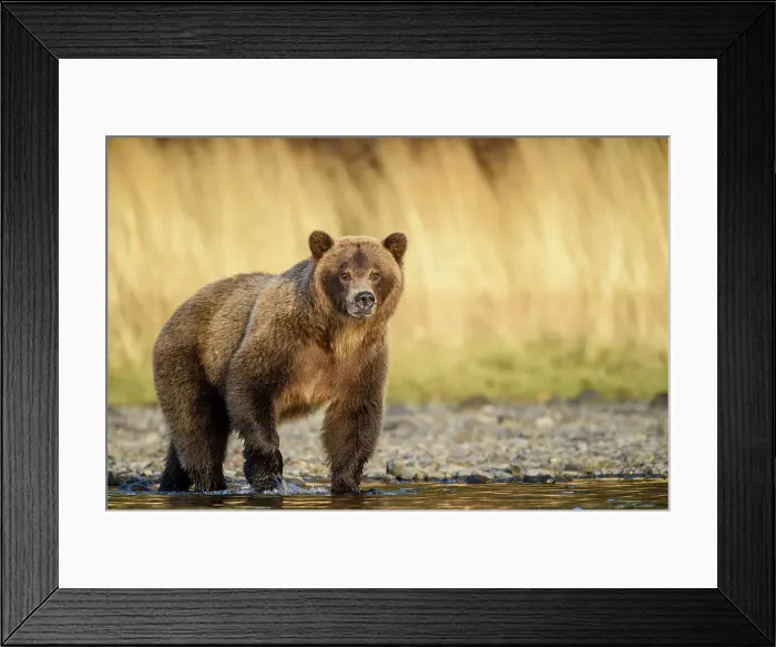 Framed Print : Grizzly bear (Ursus arctos)- Walking river shoreline in search of sockeye salmon, Chilcotin Wilderness, BC Interior, Canada Framed Print : Grizzly bear (Ursus arctos)- Walking river shoreline in search of sockeye salmon, Chilcotin Wilderness, BC Interior, Canada