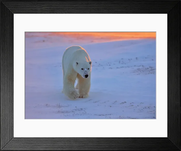 Framed Print : Polar bear (Ursus maritimus), Wapusk NP, Cape Churchill, Manitoba, Canada Framed Print : Polar bear (Ursus maritimus), Wapusk NP, Cape Churchill, Manitoba, Canada