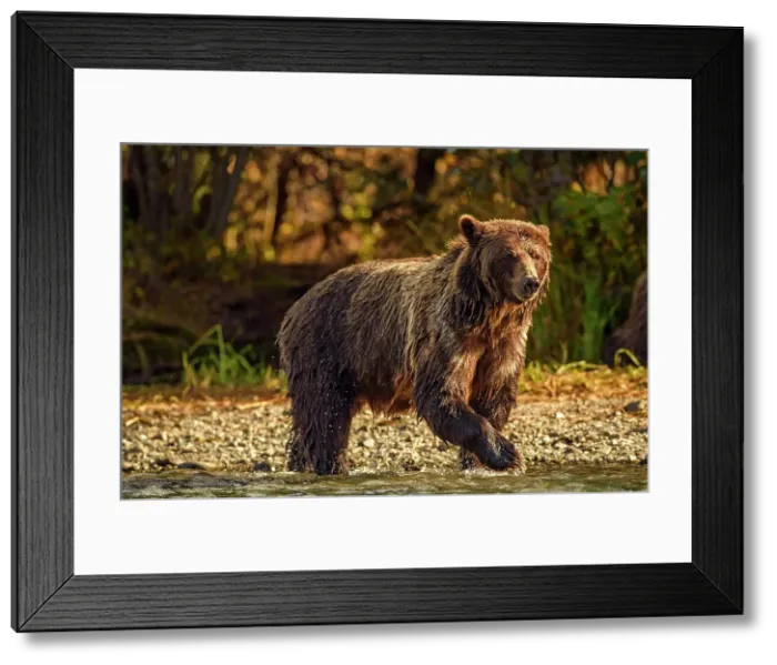 Framed Print : Grizzly bear (Ursus arctos)- Hunting sockeye salmon along the shore of the Chilko River, Chilcotin Wilderness, BC Interior, Canada Framed Print : Grizzly bear (Ursus arctos)- Hunting sockeye salmon along the shore of the Chilko River, Chilcotin Wilderness, BC Interior, Canada