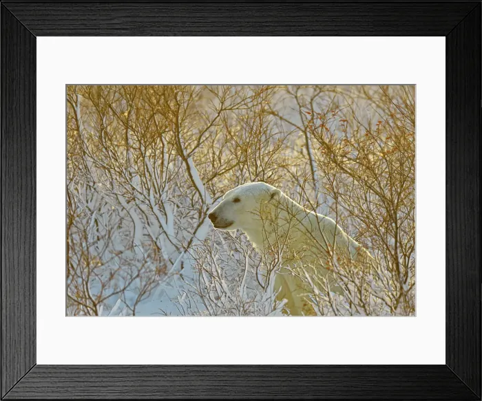 Framed Print : Polar bear (Ursus maritimus), Wapusk NP, Cape Churchill, Manitoba, Canada Framed Print : Polar bear (Ursus maritimus), Wapusk NP, Cape Churchill, Manitoba, Canada