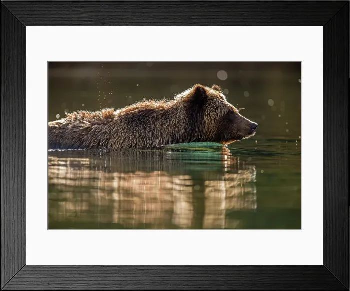 Framed Print : Grizzly bear (Ursus arctos)- Hunting for sockeye salmon in the Chilko River, Chilcotin Wilderness, BC Interior, Canada