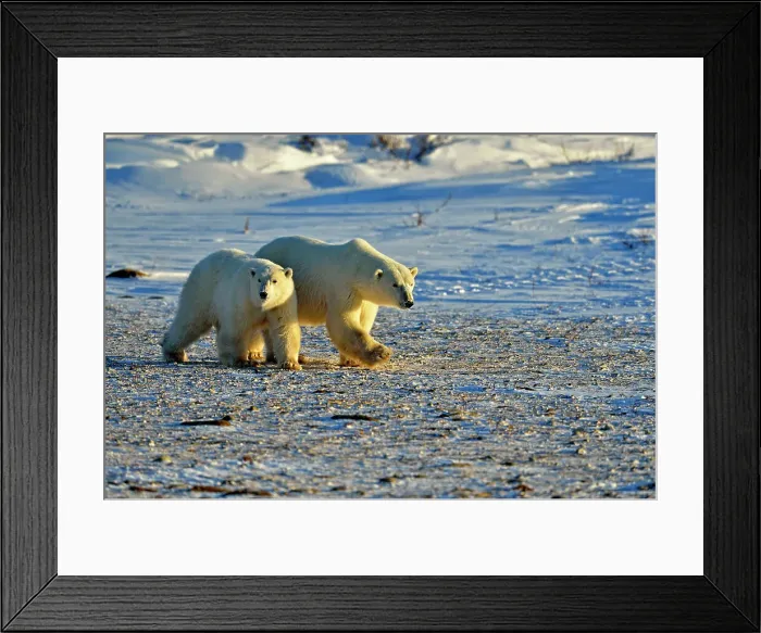 Framed Print : Polar bear (Ursus maritimus) Mother and yearling cub, Wapusk NP, Cape Churchill, Manitoba, Canada Framed Print : Polar bear (Ursus maritimus) Mother and yearling cub, Wapusk NP, Cape Churchill, Manitoba, Canada