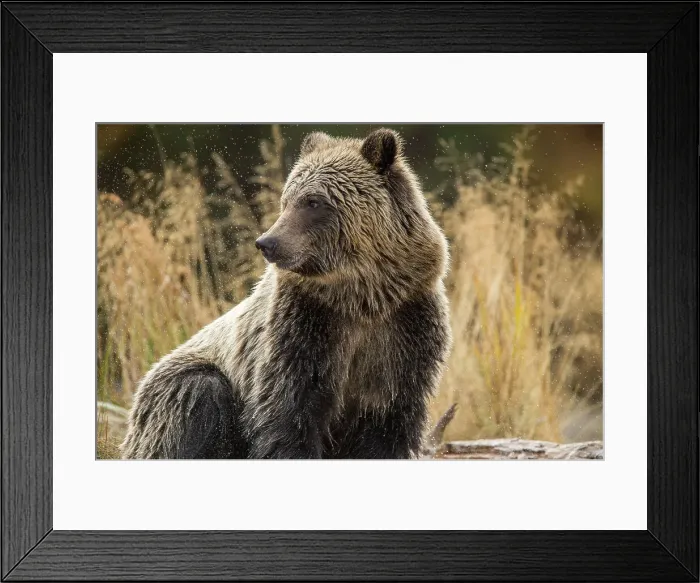 Framed Print : Grizzly bear (Ursus arctos)- Attracted to a sockeye salmon run in the Chilko River, Chilcotin Wilderness, BC Interior, Canada Framed Print : Grizzly bear (Ursus arctos)- Attracted to a sockeye salmon run in the Chilko River, Chilcotin Wilderness, BC Interior, Canada