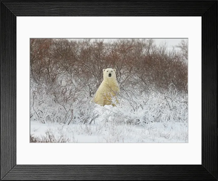 Framed Print : Polar bear (Ursus maritimus), Churchill, Manitoba, Canada Framed Print : Polar bear (Ursus maritimus), Churchill, Manitoba, Canada