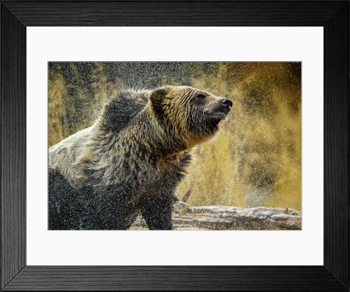 Framed Print : Grizzly bear (Ursus arctos)- Shaking water from fur in the Chilko River, Chilcotin Wilderness, BC Interior, Canada Framed Print : Grizzly bear (Ursus arctos)- Shaking water from fur in the Chilko River, Chilcotin Wilderness, BC Interior, Canada