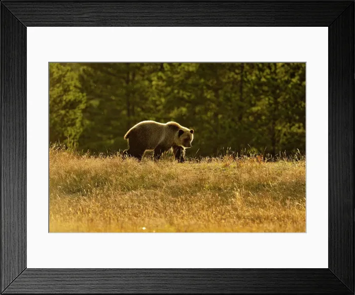 Framed Print : Grizzly bear (Ursus arctos)- Cubs on shore of a salmon river, Chilcotin Wilderness, BC Interior, Canada Framed Print : Grizzly bear (Ursus arctos)- Cubs on shore of a salmon river, Chilcotin Wilderness, BC Interior, Canada