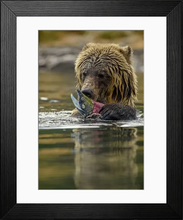 Framed Print : Grizzly bear (Ursus arctos)- Eating sockeye salmon in the Chilko River, Chilcotin Wilderness, BC Interior, Canada Framed Print : Grizzly bear (Ursus arctos)- Eating sockeye salmon in the Chilko River, Chilcotin Wilderness, BC Interior, Canada