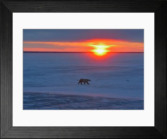Framed Print : Hudson Bay coastline at freeze-up- polar bear wandering along the coast at sunset, Wapusk NP, Cape Churchill, Manitoba, Canada Framed Print : Hudson Bay coastline at freeze-up- polar bear wandering along the coast at sunset, Wapusk NP, Cape Churchill, Manitoba, Canada