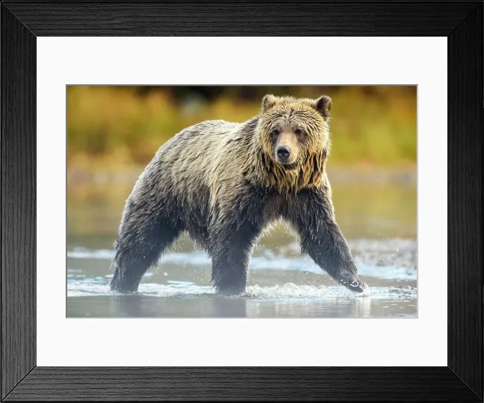 Framed Print : Grizzly bear (Ursus arctos)- Hunting sockeye salmon along the shore of the Chilko River, Chilcotin Wilderness, BC Interior, Canada Framed Print : Grizzly bear (Ursus arctos)- Hunting sockeye salmon along the shore of the Chilko River, Chilcotin Wilderness, BC Interior, Canada