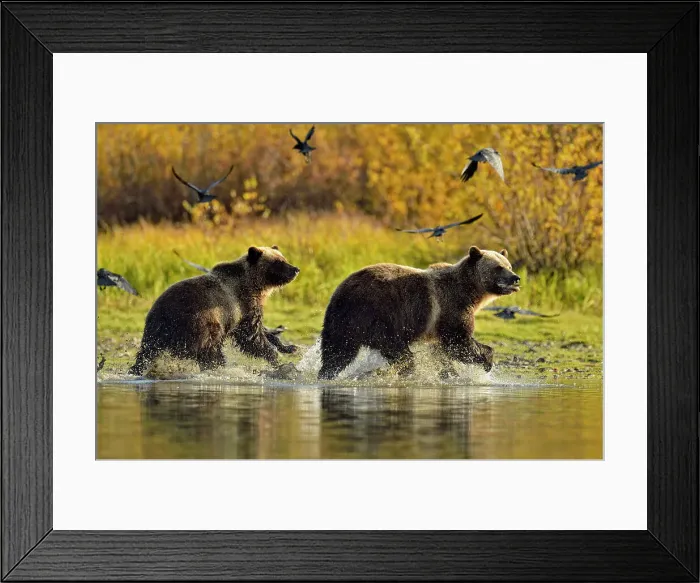 Framed Print : Grizzly bear (Ursus arctos)- Feeding on fish during the autumn sockeye salmon spawning season, Chilcotin Wilderness, BC Interior, Canada Framed Print : Grizzly bear (Ursus arctos)- Feeding on fish during the autumn sockeye salmon spawning season, Chilcotin Wilderness, BC Interior, Canada