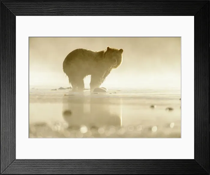 Framed Print : Grizzly bear (Ursus arctos)- Hunting sockeye salmon along the shore of the Chilko River, Chilcotin Wilderness, BC Interior, Canada