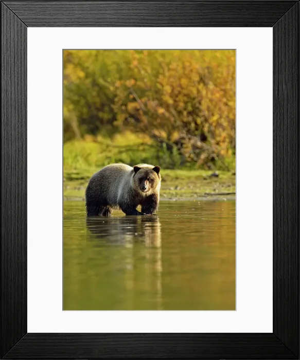 Framed Print : Grizzly bear (Ursus arctos)- Feeding on fish during the autumn sockeye salmon spawning season, Chilcotin Wilderness, BC Interior, Canada Framed Print : Grizzly bear (Ursus arctos)- Feeding on fish during the autumn sockeye salmon spawning season, Chilcotin Wilderness, BC Interior, Canada