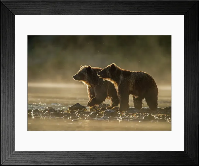 Framed Print : Grizzly bear (Ursus arctos)- Attracted to a sockeye salmon run in the Chilko River, Chilcotin Wilderness, BC Interior, Canada Framed Print : Grizzly bear (Ursus arctos)- Attracted to a sockeye salmon run in the Chilko River, Chilcotin Wilderness, BC Interior, Canada
