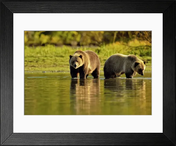 Framed Print : Grizzly bear (Ursus arctos)- Feeding on fish during the autumn sockeye salmon spawning season, Chilcotin Wilderness, BC Interior, Canada