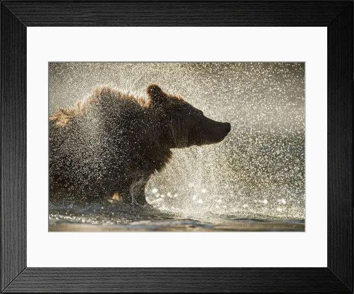 Framed Print : Grizzly bear (Ursus arctos)- Shaking water from fur in the Chilko River, Chilcotin Wilderness, BC Interior, Canada Framed Print : Grizzly bear (Ursus arctos)- Shaking water from fur in the Chilko River, Chilcotin Wilderness, BC Interior, Canada