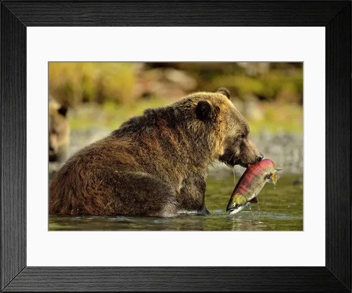Framed Print : Grizzly bear (Ursus arctos)- Feeding on fish during the autumn sockeye salmon spawning season, Chilcotin Wilderness, BC Interior, Canada Framed Print : Grizzly bear (Ursus arctos)- Feeding on fish during the autumn sockeye salmon spawning season, Chilcotin Wilderness, BC Interior, Canada