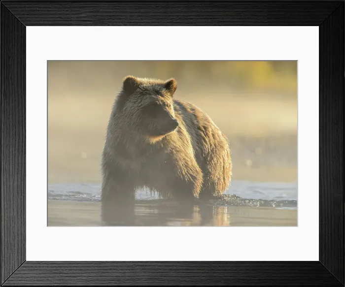 Framed Print : Grizzly bear (Ursus arctos)- Hunting sockeye salmon along the shore of the Chilko River, Chilcotin Wilderness, BC Interior, Canada Framed Print : Grizzly bear (Ursus arctos)- Hunting sockeye salmon along the shore of the Chilko River, Chilcotin Wilderness, BC Interior, Canada