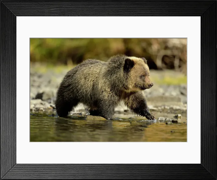 Framed Print : Grizzly bear (Ursus arctos)- Cubs on shore of a salmon river, Chilcotin Wilderness, BC Interior, Canada