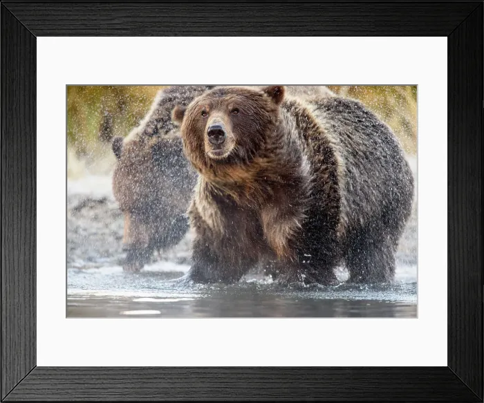 Framed Print : Grizzly bear (Ursus arctos)- Shaking water from fur in the Chilko River, Chilcotin Wilderness, BC Interior, Canada Framed Print : Grizzly bear (Ursus arctos)- Shaking water from fur in the Chilko River, Chilcotin Wilderness, BC Interior, Canada