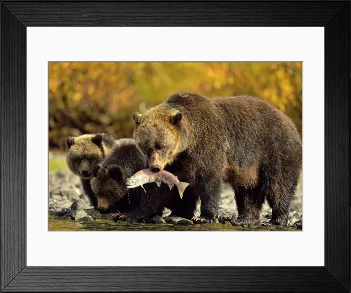 Framed Print : Grizzly bear (Ursus arctos)- Feeding on fish during the autumn sockeye salmon spawning season, Chilcotin Wilderness, BC Interior, Canada Framed Print : Grizzly bear (Ursus arctos)- Feeding on fish during the autumn sockeye salmon spawning season, Chilcotin Wilderness, BC Interior, Canada