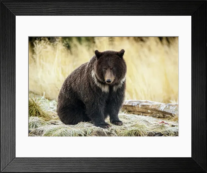 Framed Print : Grizzly bear (Ursus arctos)- Attracted to a sockeye salmon run in the Chilko River, Chilcotin Wilderness, BC Interior, Canada Framed Print : Grizzly bear (Ursus arctos)- Attracted to a sockeye salmon run in the Chilko River, Chilcotin Wilderness, BC Interior, Canada