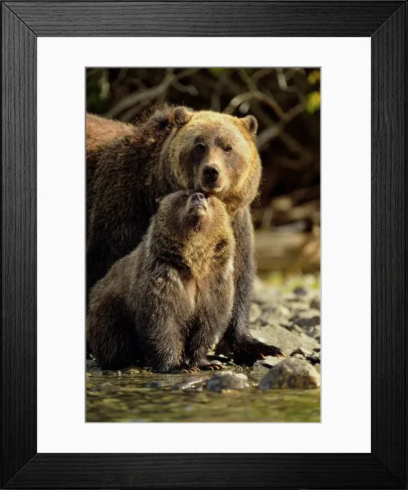 Framed Print : Grizzly bear (Ursus arctos)- Mother and cub interacting along the shore of a salmon river during the autumn spawning season, Chilcotin Wilderness, BC Interior, Canada Framed Print : Grizzly bear (Ursus arctos)- Mother and cub interacting along the shore of a salmon river during the autumn spawning season, Chilcotin Wilderness, BC Interior, Canada