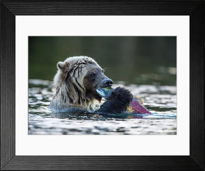 Framed Print : Grizzly bear (Ursus arctos)- Eating sockeye salmon in the Chilko River, Chilcotin Wilderness, BC Interior, Canada Framed Print : Grizzly bear (Ursus arctos)- Eating sockeye salmon in the Chilko River, Chilcotin Wilderness, BC Interior, Canada
