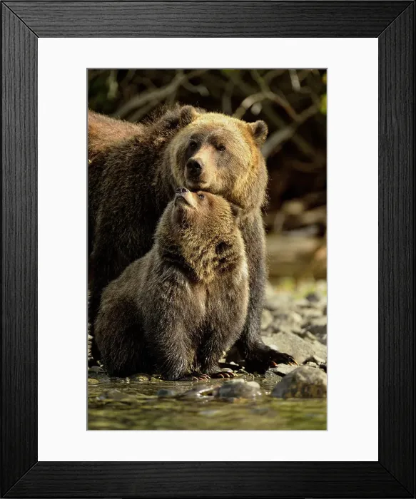 Framed Print : Grizzly bear (Ursus arctos)- Mother and cub interacting along the shore of a salmon river during the autumn spawning season, Chilcotin Wilderness, BC Interior, Canada Framed Print : Grizzly bear (Ursus arctos)- Mother and cub interacting along the shore of a salmon river during the autumn spawning season, Chilcotin Wilderness, BC Interior, Canada