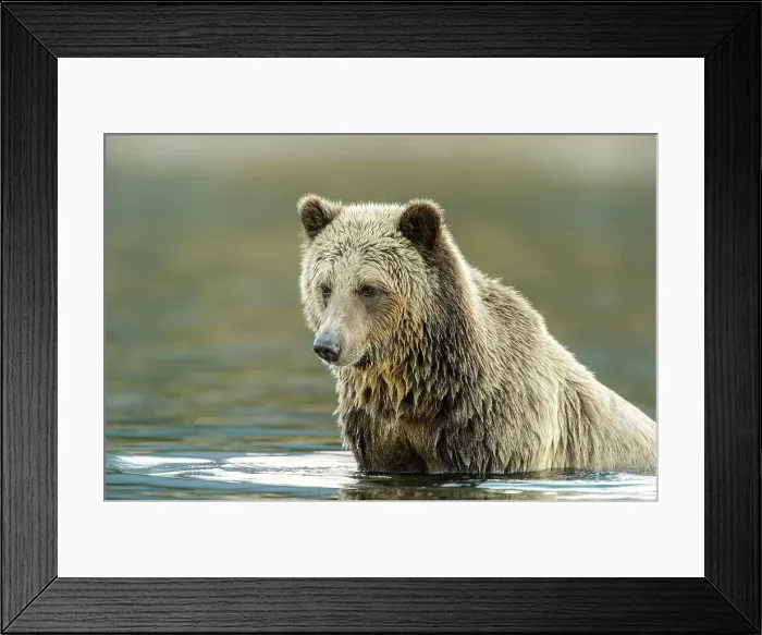 Framed Print : Grizzly bear (Ursus arctos)- Hunting for spawning sockeye salmon in the Chilko River, Chilcotin Wilderness, BC Interior, Canada Framed Print : Grizzly bear (Ursus arctos)- Hunting for spawning sockeye salmon in the Chilko River, Chilcotin Wilderness, BC Interior, Canada
