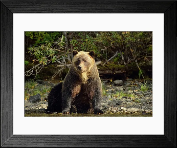 Framed Print : Grizzly bear (Ursus arctos)- Hunting for spawning salmon along the shoreline of a salmon river, Chilcotin Wilderness, BC Interior, Canada Framed Print : Grizzly bear (Ursus arctos)- Hunting for spawning salmon along the shoreline of a salmon river, Chilcotin Wilderness, BC Interior, Canada