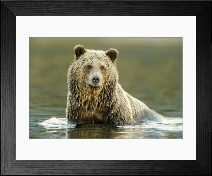 Framed Print : Grizzly bear (Ursus arctos)- Hunting for spawning sockeye salmon in the Chilko River, Chilcotin Wilderness, BC Interior, Canada Framed Print : Grizzly bear (Ursus arctos)- Hunting for spawning sockeye salmon in the Chilko River, Chilcotin Wilderness, BC Interior, Canada