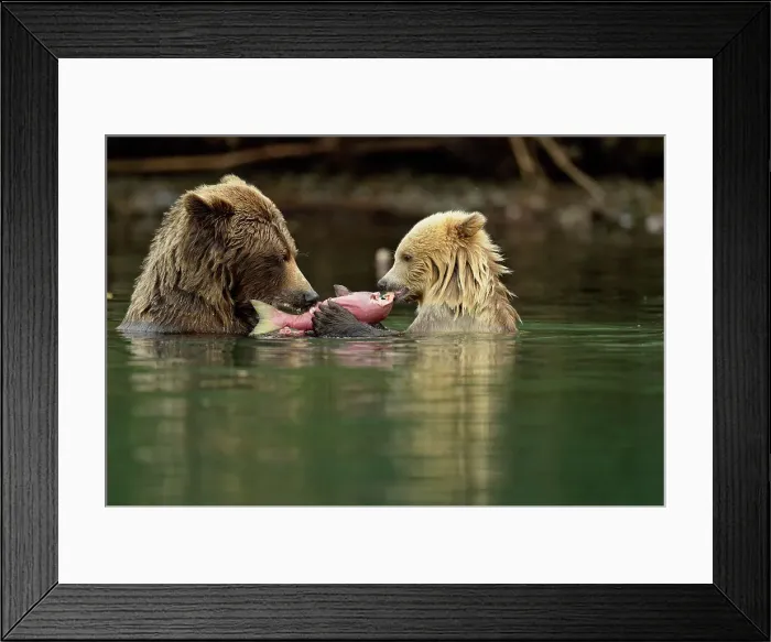 Framed Print : Grizzly bear (Ursus arctos)- first-year white cub and brown mother feeding on salmon on Chilko River, Chilcotin Wilderness, BC Interior, Canada Framed Print : Grizzly bear (Ursus arctos)- first-year white cub and brown mother feeding on salmon on Chilko River, Chilcotin Wilderness, BC Interior, Canada