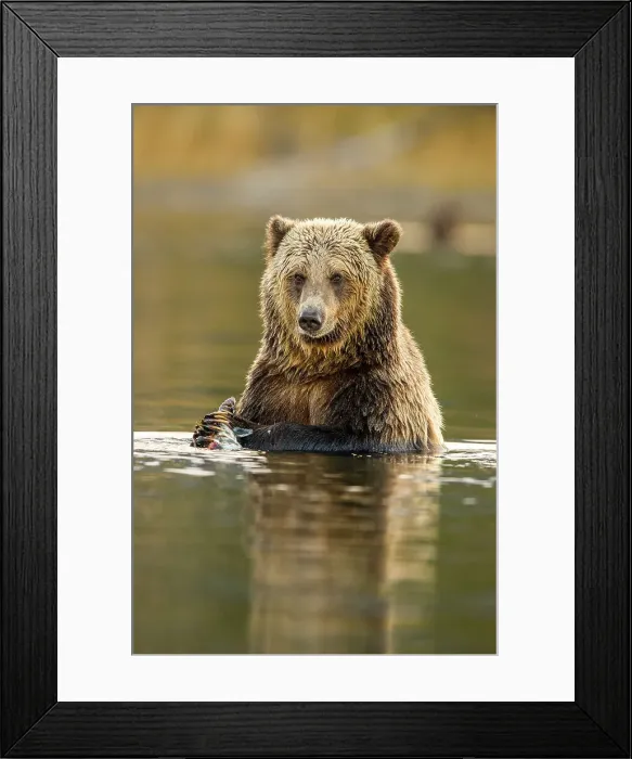 Framed Print : Grizzly bear (Ursus arctos)- Eating sockeye salmon in the Chilko River, Chilcotin Wilderness, BC Interior, Canada Framed Print : Grizzly bear (Ursus arctos)- Eating sockeye salmon in the Chilko River, Chilcotin Wilderness, BC Interior, Canada