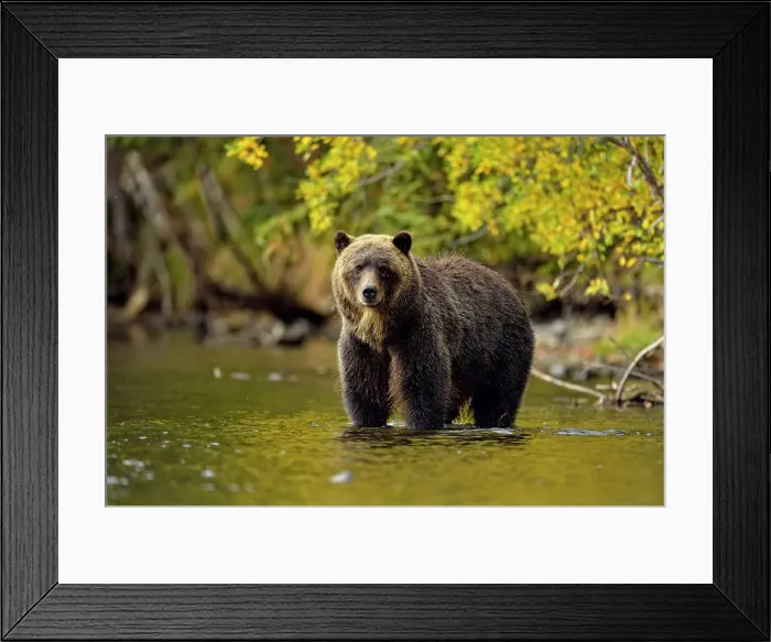 Framed Print : Grizzly bear (Ursus arctos)- Hunting sockeye salmon in a salmon river, Chilcotin Wilderness, BC Interior, Canada Framed Print : Grizzly bear (Ursus arctos)- Hunting sockeye salmon in a salmon river, Chilcotin Wilderness, BC Interior, Canada