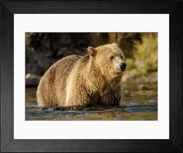 Framed Print : Grizzly bear (Ursus arctos)- Hunting for sockeye salmon in the Chilko River, Chilcotin Wilderness, BC Interior, Canada Framed Print : Grizzly bear (Ursus arctos)- Hunting for sockeye salmon in the Chilko River, Chilcotin Wilderness, BC Interior, Canada