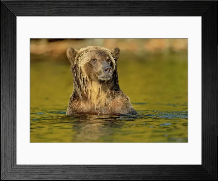 Framed Print : Grizzly bear (Ursus arctos)- Hunting spawning sockeye salmon in a salmon river, Chilcotin Wilderness, BC Interior, Canada Framed Print : Grizzly bear (Ursus arctos)- Hunting spawning sockeye salmon in a salmon river, Chilcotin Wilderness, BC Interior, Canada