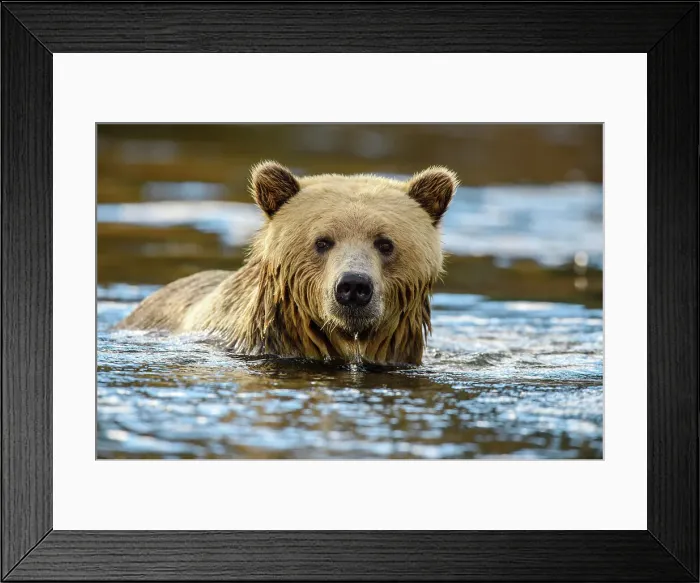 Framed Print : Grizzly bear (Ursus arctos)- Hunting for sockeye salmon in the Chilko River, Chilcotin Wilderness, BC Interior, Canada Framed Print : Grizzly bear (Ursus arctos)- Hunting for sockeye salmon in the Chilko River, Chilcotin Wilderness, BC Interior, Canada