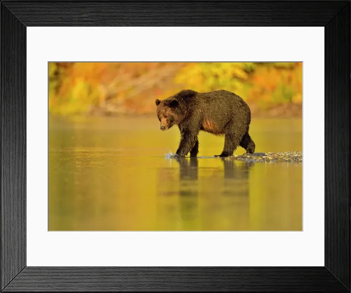Framed Print : Grizzly bear (Ursus arctos)- Feeding on a sockeye salmon run, Chilcotin Wilderness, BC Interior, Canada Framed Print : Grizzly bear (Ursus arctos)- Feeding on a sockeye salmon run, Chilcotin Wilderness, BC Interior, Canada