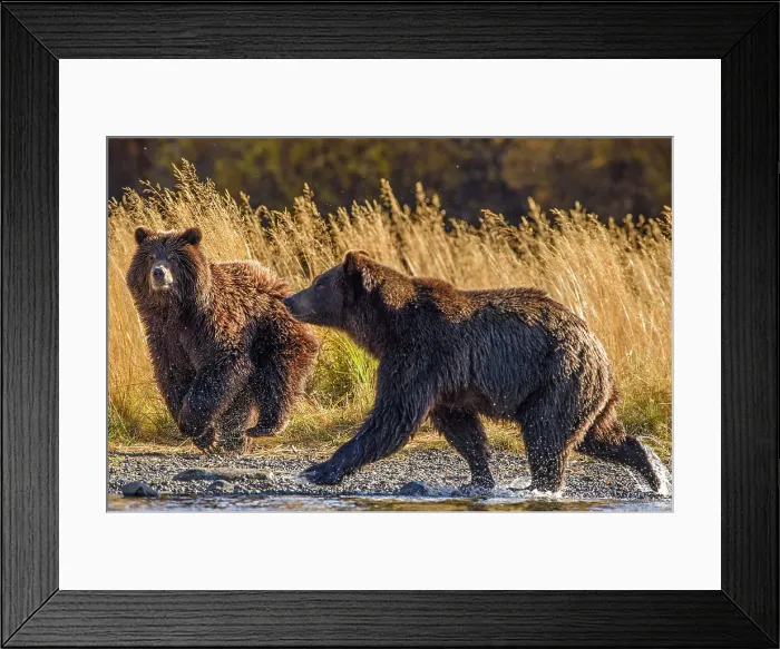Framed Print : Grizzly bear (Ursus arctos)- Hunting sockeye salmon along the shore of the Chilko River, Chilcotin Wilderness, BC Interior, Canada Framed Print : Grizzly bear (Ursus arctos)- Hunting sockeye salmon along the shore of the Chilko River, Chilcotin Wilderness, BC Interior, Canada