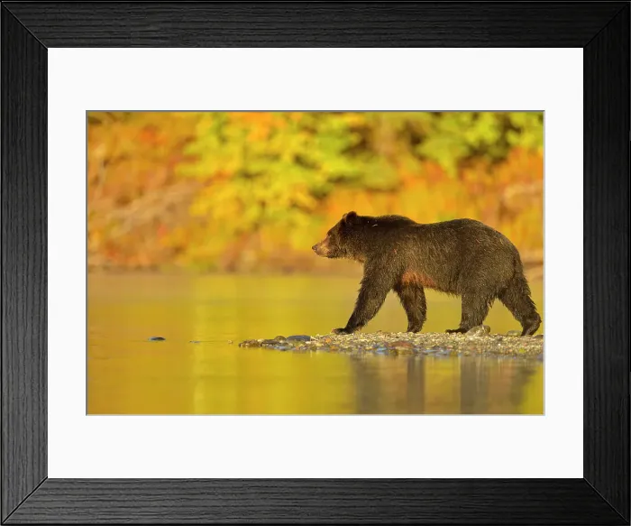 Framed Print : Grizzly bear (Ursus arctos)- Feeding on a sockeye salmon run, Chilcotin Wilderness, BC Interior, Canada Framed Print : Grizzly bear (Ursus arctos)- Feeding on a sockeye salmon run, Chilcotin Wilderness, BC Interior, Canada