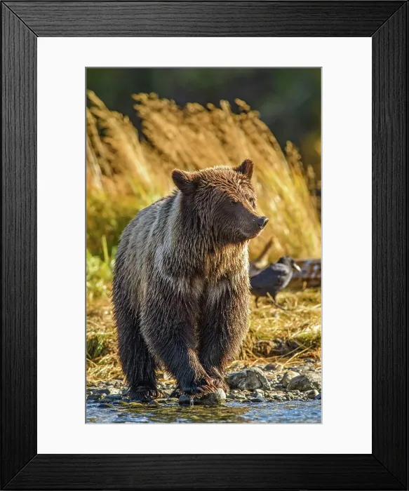 Framed Print : Grizzly bear (Ursus arctos)- Feeding on a sockeye salmon run, Chilcotin Wilderness, BC Interior, Canada Framed Print : Grizzly bear (Ursus arctos)- Feeding on a sockeye salmon run, Chilcotin Wilderness, BC Interior, Canada