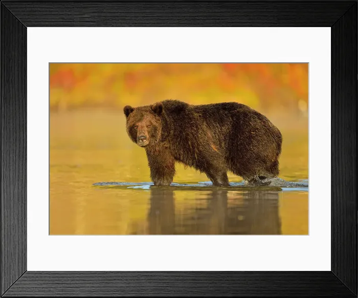 Framed Print : Grizzly bear (Ursus arctos)- Feeding on a sockeye salmon run, Chilcotin Wilderness, BC Interior, Canada Framed Print : Grizzly bear (Ursus arctos)- Feeding on a sockeye salmon run, Chilcotin Wilderness, BC Interior, Canada