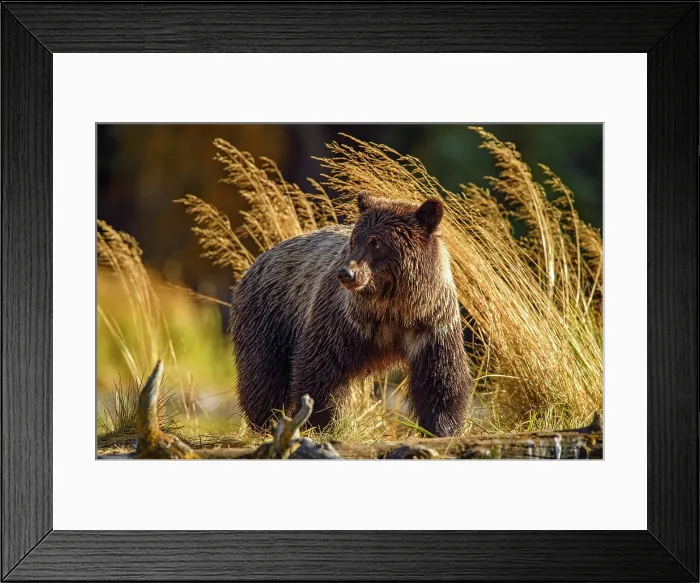 Framed Print : Grizzly bear (Ursus arctos)- Feeding on a sockeye salmon run, Chilcotin Wilderness, BC Interior, Canada Framed Print : Grizzly bear (Ursus arctos)- Feeding on a sockeye salmon run, Chilcotin Wilderness, BC Interior, Canada
