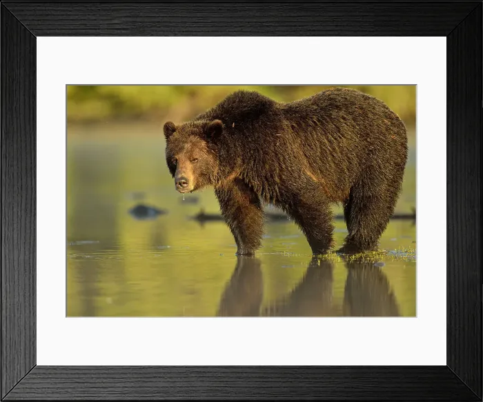 Framed Print : Grizzly bear (Ursus arctos)- Feeding on a sockeye salmon run, Chilcotin Wilderness, BC Interior, Canada Framed Print : Grizzly bear (Ursus arctos)- Feeding on a sockeye salmon run, Chilcotin Wilderness, BC Interior, Canada