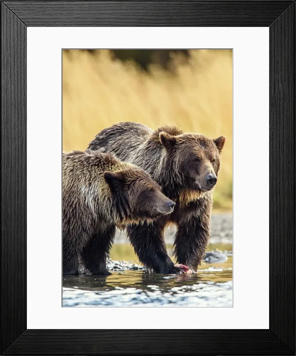 Framed Print : Grizzly bear (Ursus arctos)- Family hunting for spawning sockeye salmon along shore of the Chilko River, Chilcotin Wilderness, BC Interior, Canada Framed Print : Grizzly bear (Ursus arctos)- Family hunting for spawning sockeye salmon along shore of the Chilko River, Chilcotin Wilderness, BC Interior, Canada